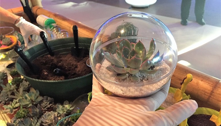 Animation Atelier de création de terrarium pour votre événemement Nature - en verre ouvert - version fermée facile à transporter